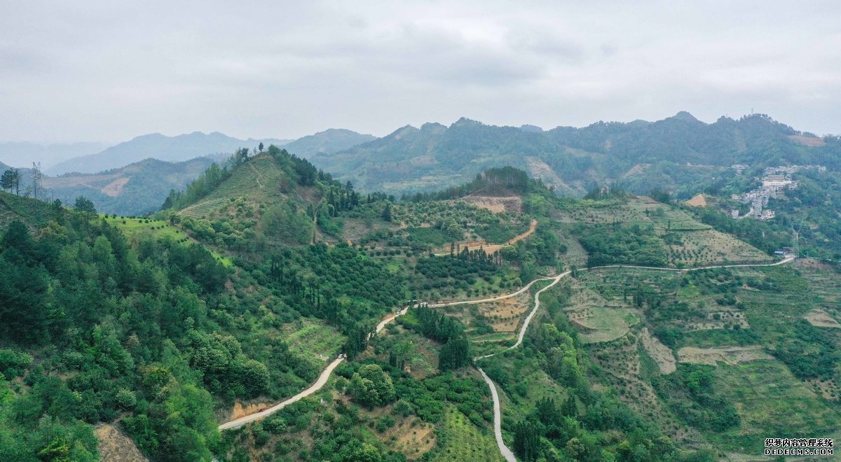 边阳镇交砚村杨梅种植基地一角。