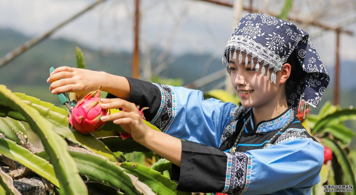 布依少女在贵州省黔南布依族苗族自治州罗甸县龙坪镇六一村火龙果种植基地采收火龙果。